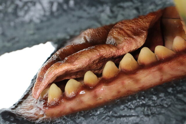 お値段12万円、抱えるほどのビックサイズ！「ガメラ（1995）」スーツ頭部を再現したヘッドモデルのクオリティが凄まじい