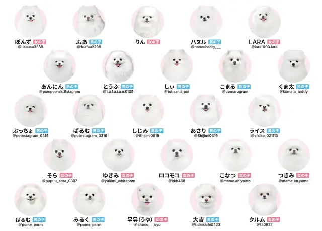 可愛すぎる“ポメラニアン”で神経衰弱!? ホワイト&ブラック限定の『ポメあわせ』新作発売へーポメ愛が試される…