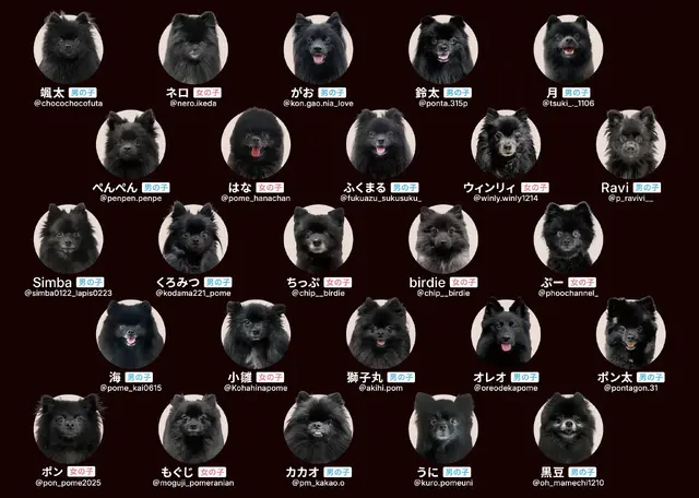 可愛すぎる“ポメラニアン”で神経衰弱!? ホワイト&ブラック限定の『ポメあわせ』新作発売へーポメ愛が試される…