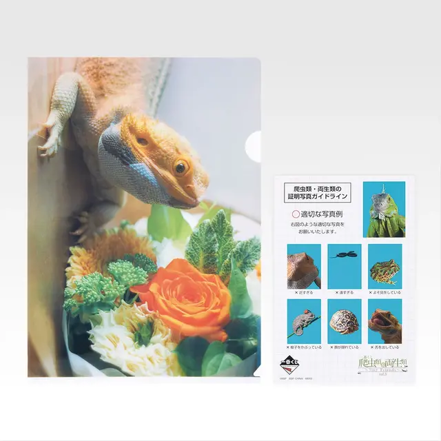 一番くじ「爬虫類＆両生類～Tiny Friends～vol.3」8月29日発売！ “変な寝相”のブックスタンドや「ボールパイソンのティッシュケース」などユニークなアイテムがラインナップ