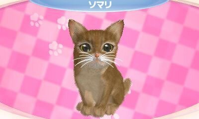 かわいい子猫３Ｄ