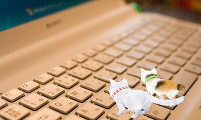 かわいい子猫３Ｄ