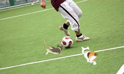 かわいい子猫３Ｄ