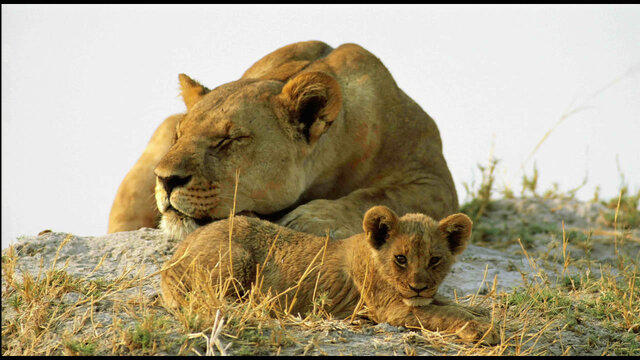 AFRIKA