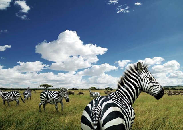 AFRIKA