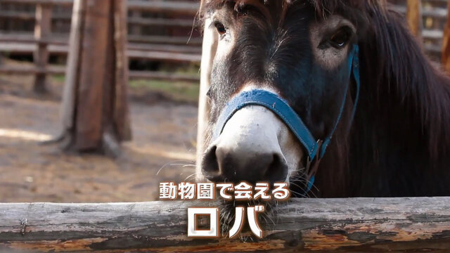 動物園で会っても可愛いロバ
